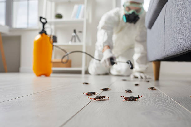 Post-Treatment Bed Bug Interceptor Monitoring in Turlock